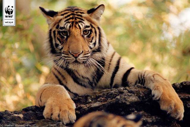 rayanvar's tweet photo. #GoWildForAndy #SharingIsCaring #SaveBigCats – donate to help fight the illegal wildlife trade http://t.co/glfostmjU2 http://t.co/Iq3IjRUca2