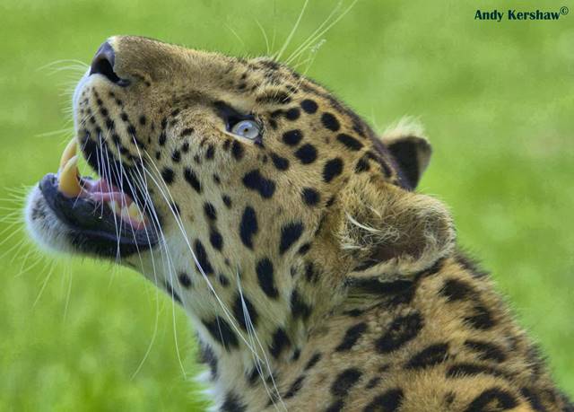rayanvar's tweet photo. #GoWildForAndy #SharingIsCaring #SaveBigCats – donate to help fight the illegal wildlife trade http://t.co/glfostmjU2 http://t.co/Iq3IjRUca2