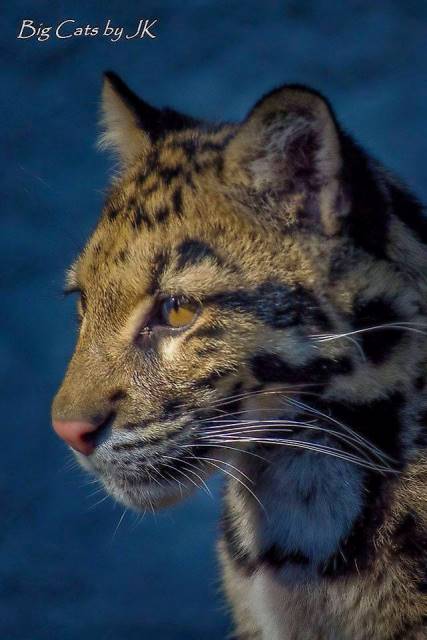 rayanvar's tweet photo. #GoWildForAndy #SharingIsCaring #SaveBigCats – donate to help fight the illegal wildlife trade http://t.co/glfostmjU2 http://t.co/Iq3IjRUca2