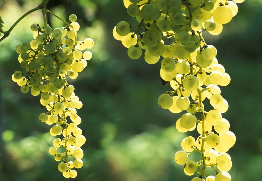 13 Reasons To Love Prosecco,Which is perfect for a Monday :-) girlinflorence.com/2015/07/06/13-… via <a href="/girlinflorence/">Georgette Jupe</a> #LoveCitalia