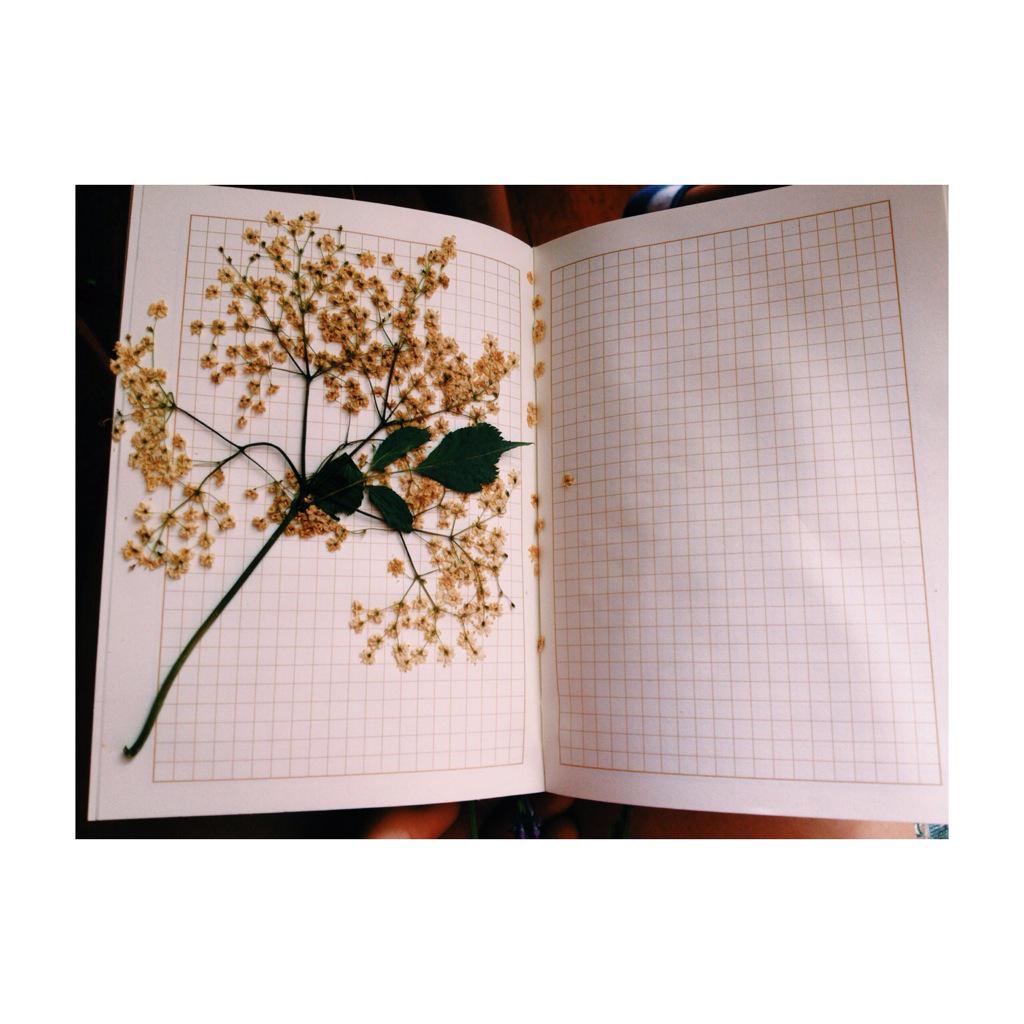 o_bonka's tweet photo. Иногда нужно начать, чтобы пришло вдохновение... #July#summer#flower#dream#Iloveflower 🌿✨🌼✨🌿 http://t.co/FKMGYwYt26