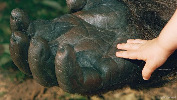 MelissaH_BBC's tweet photo. Humans are not really that special, I looked at some reasons why. For @BBCEarth http://t.co/oqIHkA2P8j http://t.co/V5z7BZ6Tfq