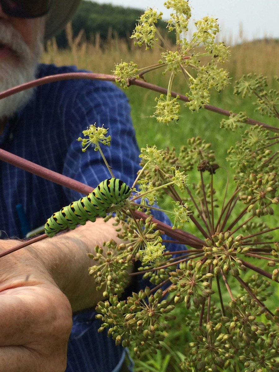 UWMadisonCALS's tweet image. Entomology's Dave Hogg &amp;amp; Walt Goodman found this black swallowtail at at Swamp Lover's prairie last weekend. #wibugs