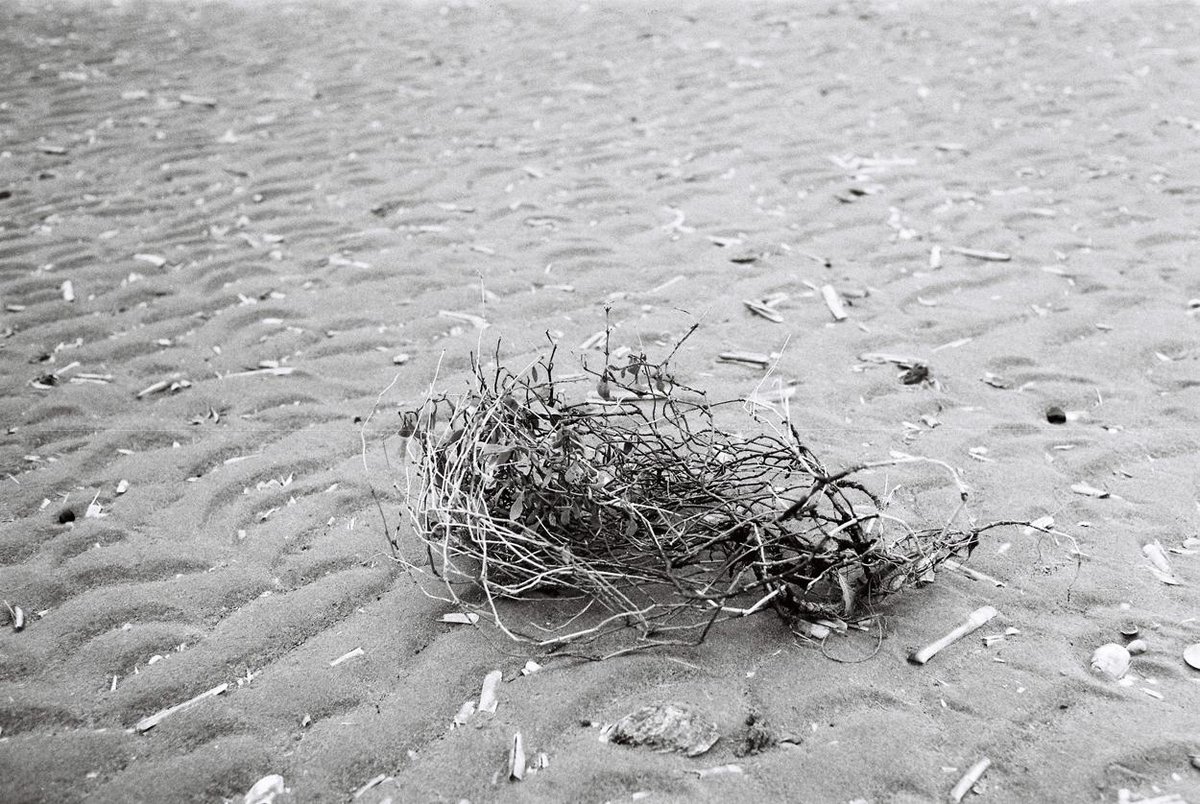 Like a cast off crown #holkhambeach @Holkham @visitnorfolk @NorthNorfolk @BWPMag