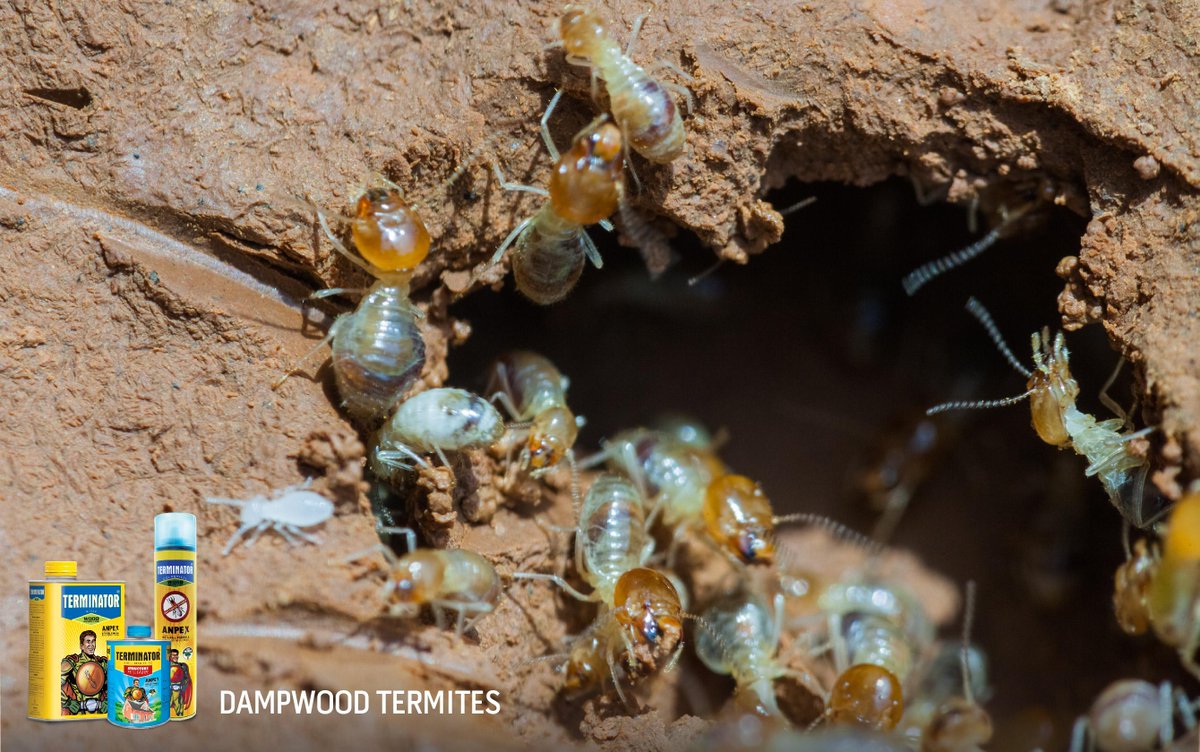 #DYK There is no worker caste in the dampwood termite community. To know more read our post at:http://t.co/V7eUH0edGr http://t.co/wRkPMxrRHN