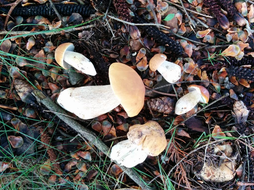 DCChefJames's tweet photo. Local Porcini mushrooms from West Virginia http://t.co/EVIqpMFEIF