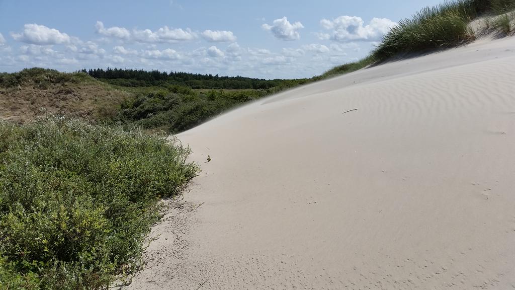 Het stuift op Schiermonnikoog: uitgestoven duinvallei en overstoven kruipwilg.