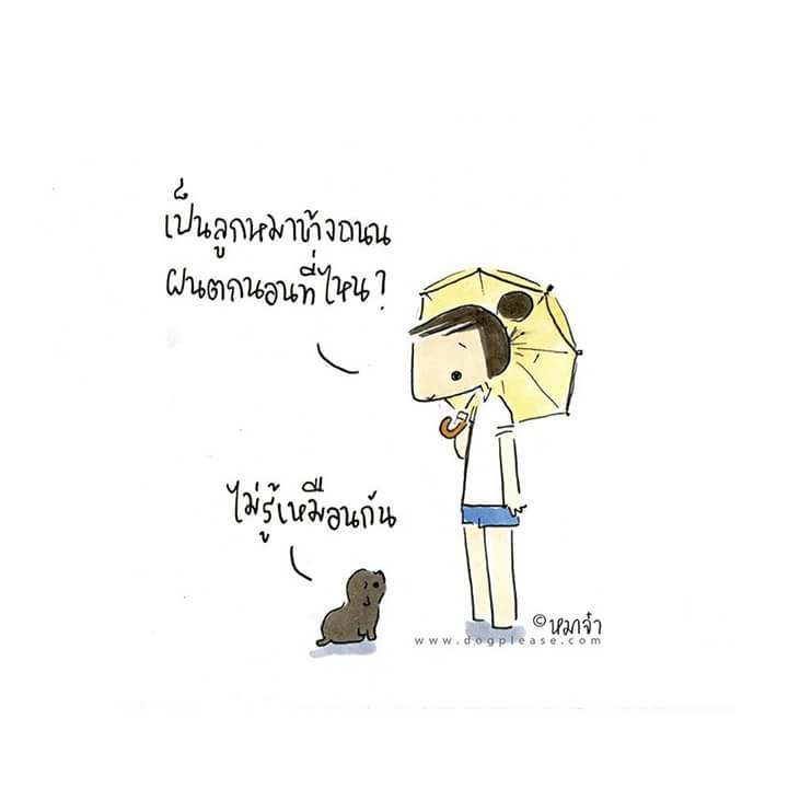 DogpleaseMaaJa's tweet photo. ฝนตก ก็ยังไม่รู้เลยว่าจะนอนที่ไหน http://t.co/Ho0j6gFVBW