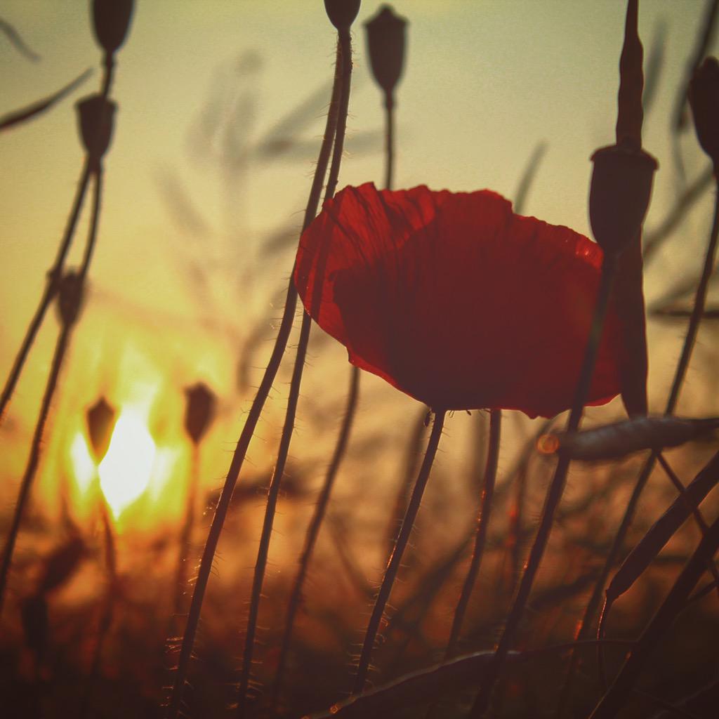 MikeyForm's tweet image. Facebook.com/michalformanek… ✌🏻️📷 #photography #field #summer #sun #sunlight #nature