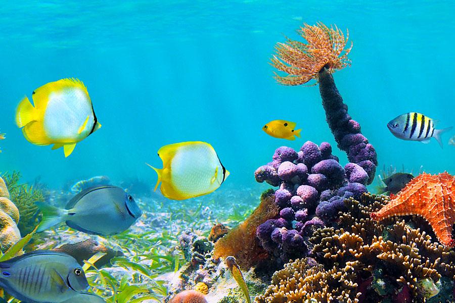 fct_barbados's tweet photo. Aqua Monday! #AQM #AquaMonday #FCT #FutureCentreTrust #EducateConserveProtect #ocean http://t.co/zwTCGRZZRi