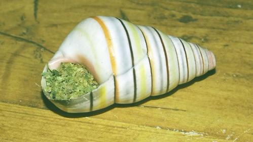 DreamPipes's tweet photo. DreamPipes by the beach! 🌊 http://t.co/usX5x9tMxc