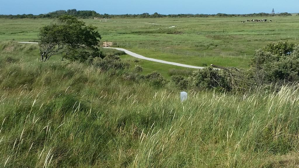 Zomerse kwelder #Schiermonnikoog