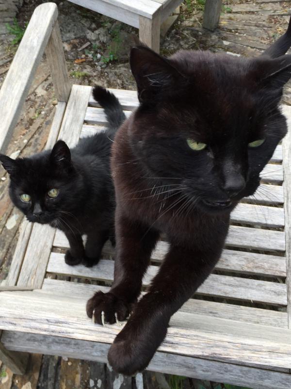 MYSADCAT's tweet image. My cat is sad because my other cat is doing exercises on this chair and bragging about his finely toned body.