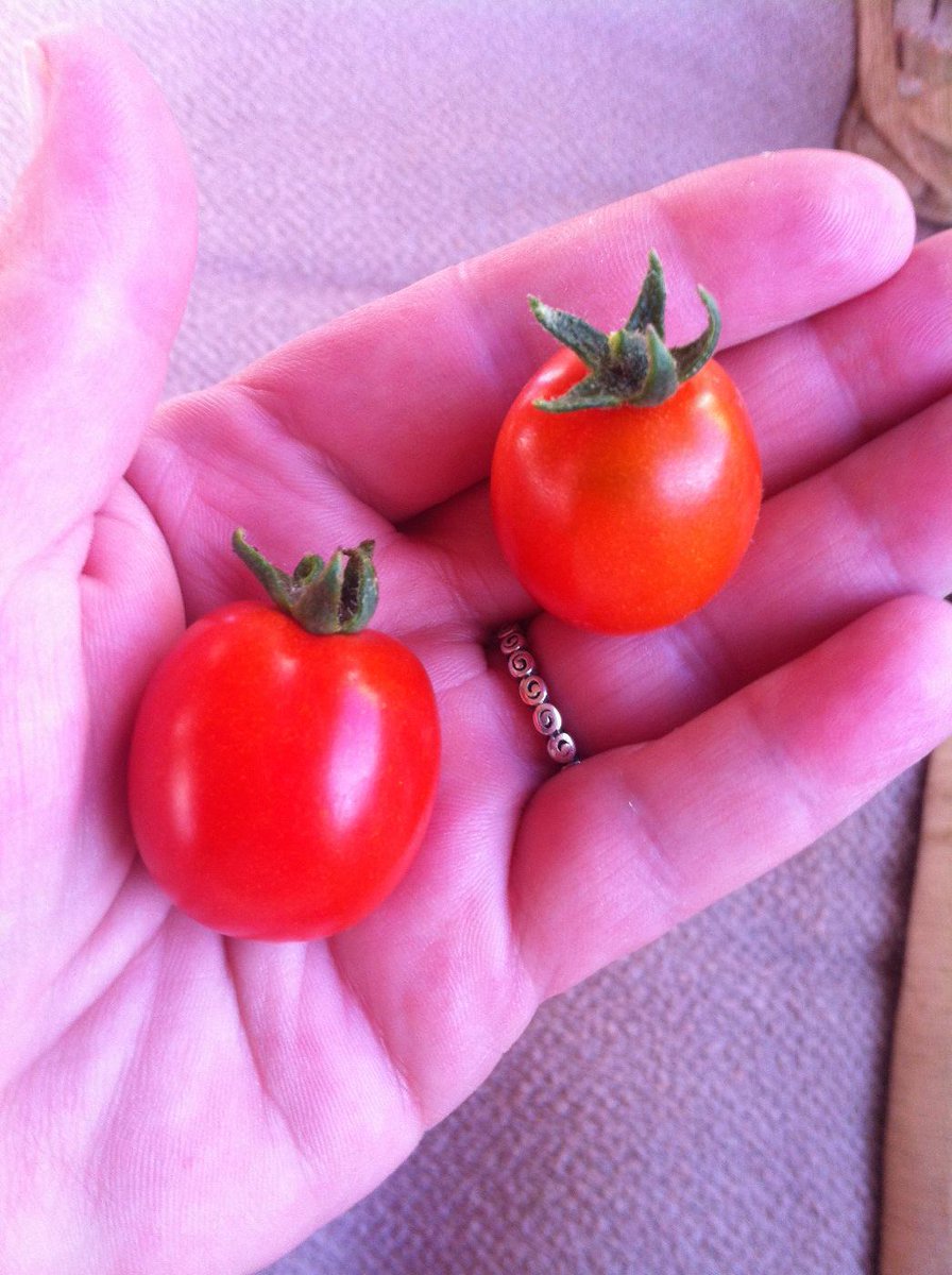 My first tomatoes! Very pleased with myself. :)