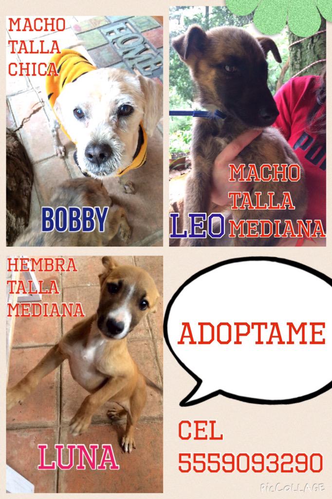 CroquetoPL's tweet photo. Rescatados de la calle buscan casita 🙏 plis RT @SylviaPasquel  @EugenioDerbez @Montserrat33 http://t.co/gnPlZn8wBw