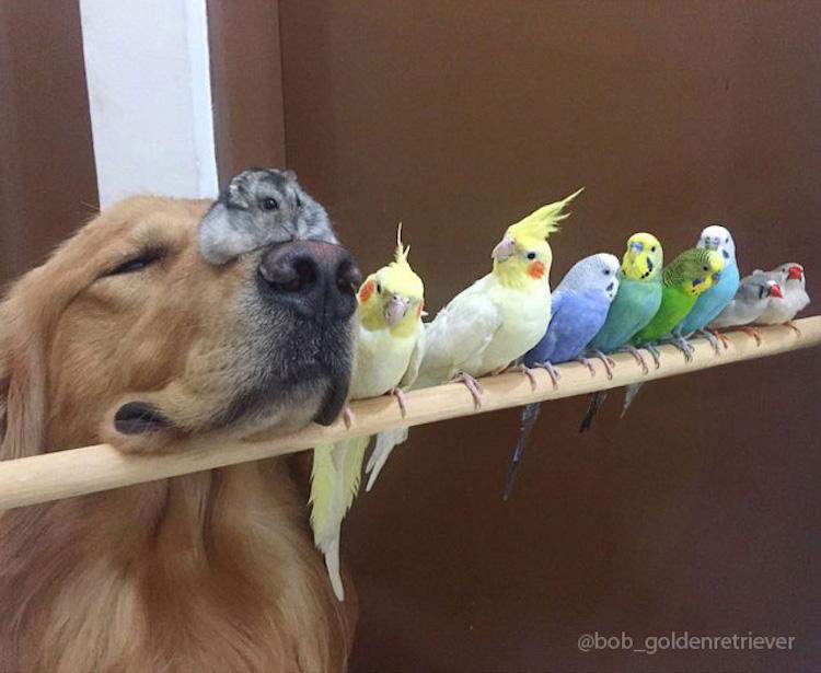 LaughingSquid's tweet photo. A Remarkably Loving Blended Family That Consists of Eight Birds, One Hamster, and One Dog http://t.co/KP1zUUiL6C http://t.co/dABtMcrXkd