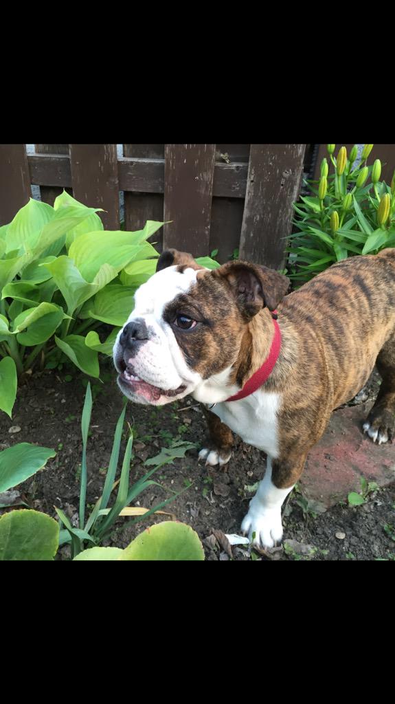 RyanBahnie's tweet photo. @BestofBulldogs http://t.co/bQ9ue42e40