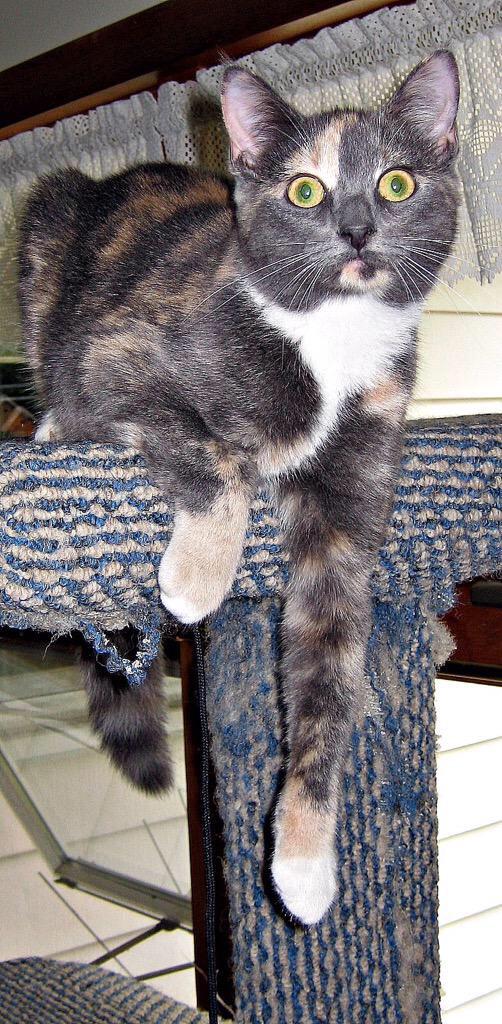 cat_reactions's tweet photo. When your mom walks in on you doing something Rated R http://t.co/mdoHreiTiL