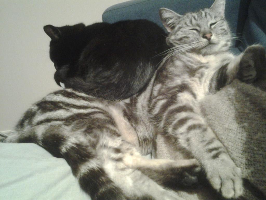 Cyann_Hur's tweet photo. Bon comme je le craignais pas de live ce soir ! Mais je vais tenter de me racheter #ChatDeCompensation http://t.co/wJhuoD2lds