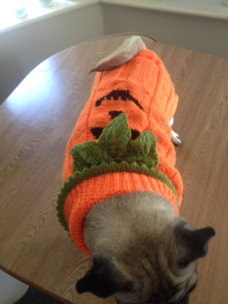 roz_alli's tweet photo. Maddie is .... Pumpkin pug !!!! #puglife #pugissues # http://t.co/uvhaHJ3j1P