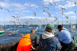 Fun surprise to see friends seining a herring weir on the beautiful Bay of Fundy <a href="/TBTInetwork/">Too Big To Ignore</a> fb.me/6uuPR2mEY