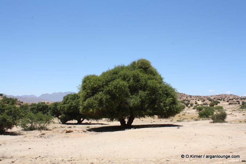 ArganLounge's tweet photo. Tired of #beauty products that claim to move mountains? #Arganoil does! Harvested from selected wild trees, 100% pure http://t.co/LROi9mlQni