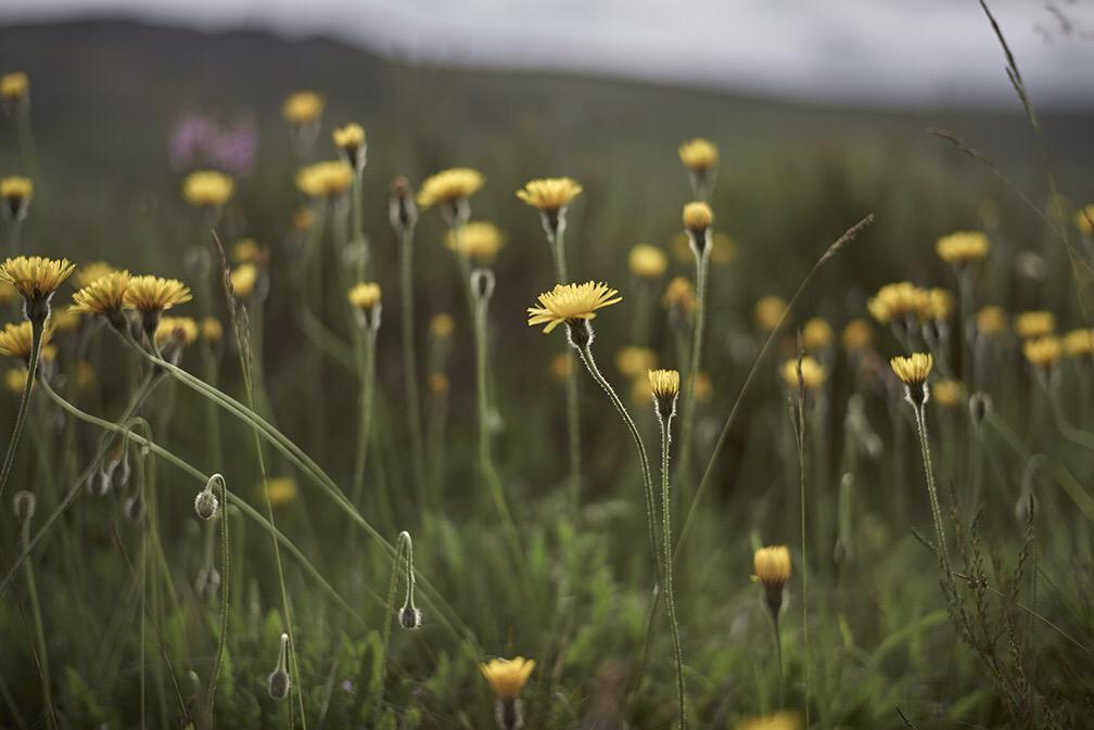 SaddleworthPix's tweet image. Something floral for everyone at #OldhamHour. #LensTest