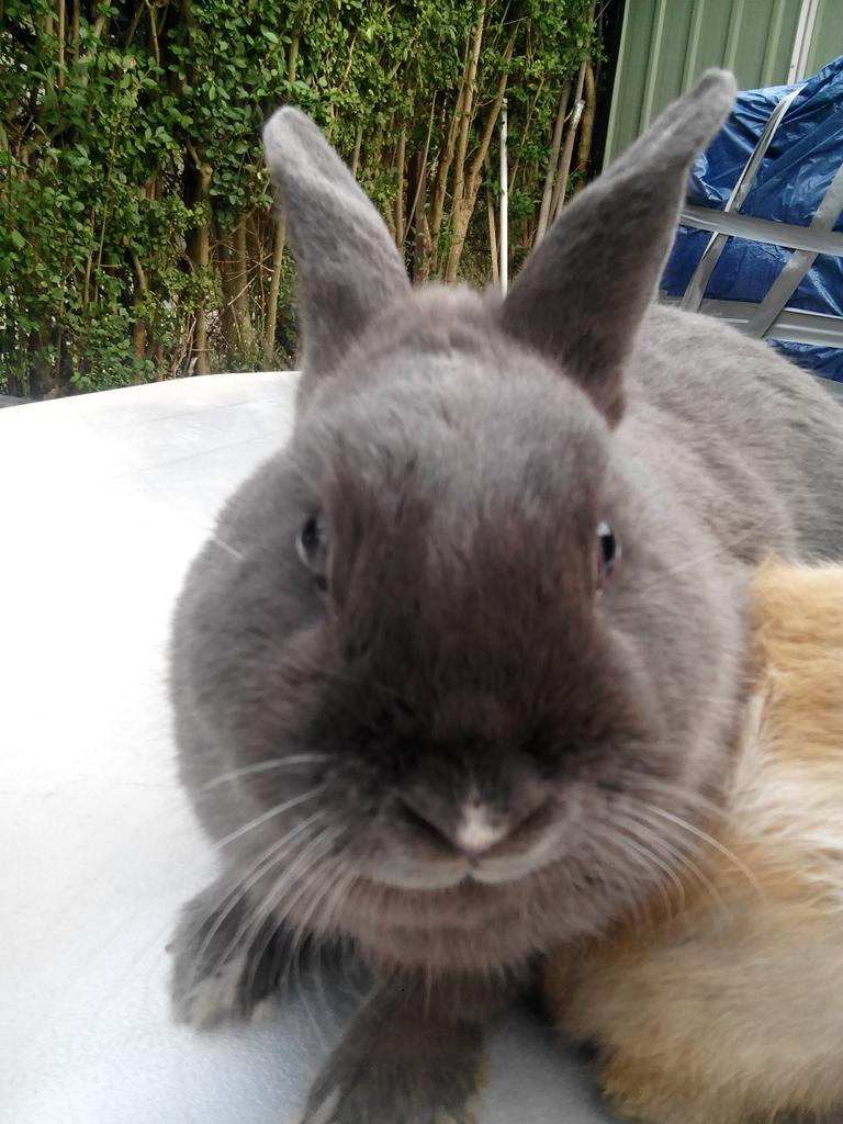 Andreapaessens's tweet image. Mon gros bébé à un an aujourd'hui :D &amp;lt;3