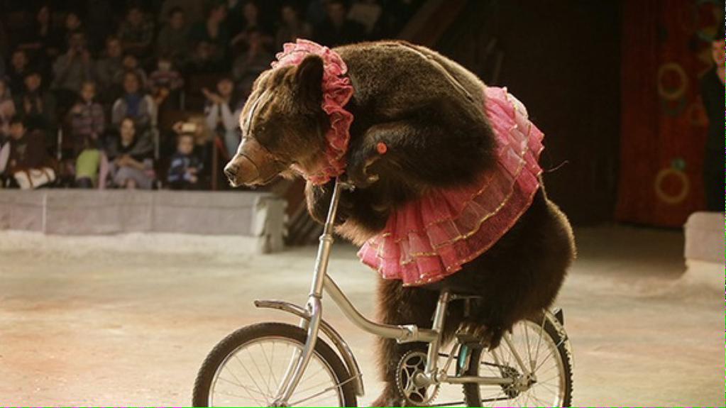 Dr Daniel Allen (@dr_dan_1) on Twitter photo I saw this photo & died a little inside. Sign & RT if you did too novoice.animalsasia.org/novoicenochoic… <a href="/taylorswift13/">Taylor Swift</a> <a href="/AnimalsAsia/">Animals Asia</a> I saw this photo & died a little inside. Sign & RT if you did too novoice.animalsasia.org/novoicenochoic… <a href="/taylorswift13/">Taylor Swift</a> <a href="/AnimalsAsia/">Animals Asia</a>