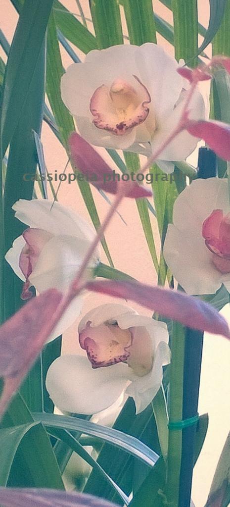caspics's tweet photo. http://t.co/RUR6o4o1Gd