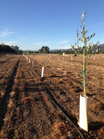 goldoakranch's tweet photo. Brand new trees at the farm! We've planted more of our delicious Leccino and Picual varieties! http://t.co/LQAUXO9wTB