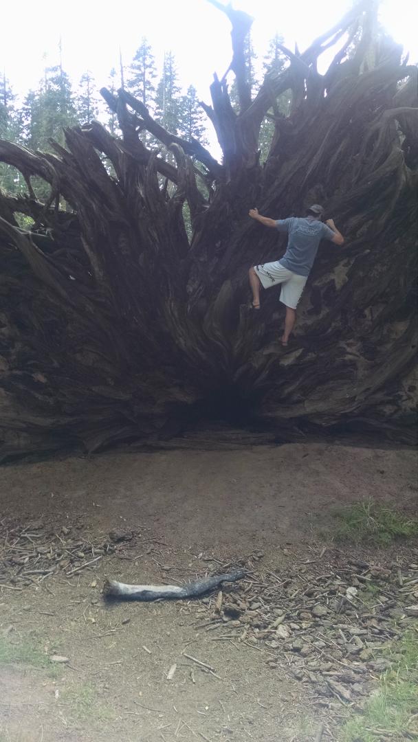 caschoenholz's tweet photo. Look I'm @notlemnitsua
#climingtreeroots #sequoianational http://t.co/Ey5gbPGuGl