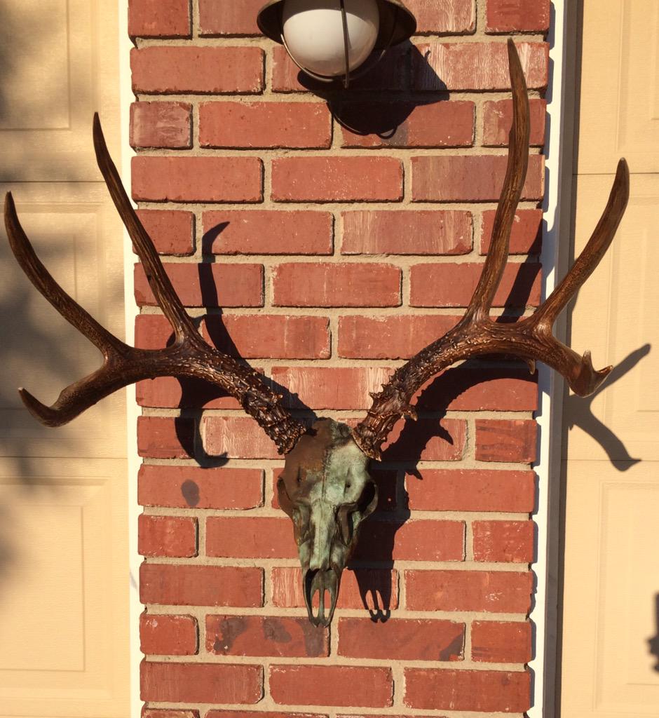 NITaxidermy's tweet photo. This just in........SLATE FINISH on European deer mount. http://t.co/7A4Xa8bGwJ