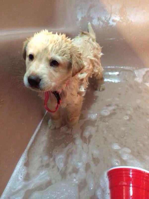 PuppiesYouNeed's tweet photo. First bath! 😊 http://t.co/jBK1E59ij9