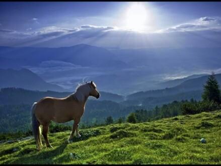 The Hills are Alive ~
#EquineBeauty