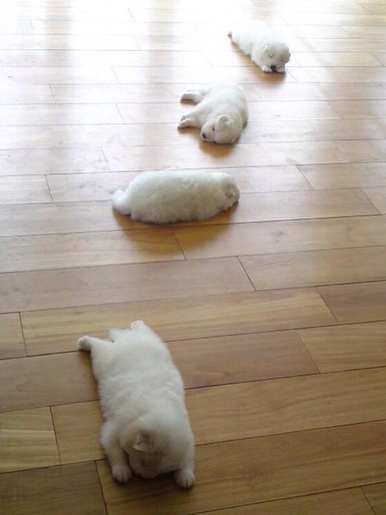 PuppiesYouNeed's tweet photo. ❤️ http://t.co/fbl4bvWr3H