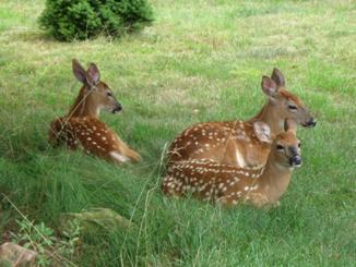 #imageoftheday150706a