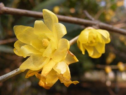 有毒植物事典 على تويتر ロウバイ Chimonanthus Spp ロウバイ科 ストリキニーネ様のアルカロイドを有し中毒症状も近似している 成分 カリカンチン Calycanthine 他 致死量 8mg Kg ウサギ腹腔内 写真 C Praecox T Co Lhmzsck8xu 有毒植物事典 على تويتر ロウバイ Chimonanthus Spp ロウバイ科 ストリキニーネ様のアルカロイドを有し中毒症状も近似している 成分 カリカンチン Calycanthine 他 致死量 8mg Kg ウサギ腹腔内 写真 C Praecox T Co Lhmzsck8xu