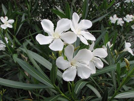 有毒植物事典 キョウチクトウ Nerium Oleander 環境適応性が高い 全草にジギタリス様の強心配糖体を有し 経口毒性が非常に強い 成分 Oleandrin他 致死量 0 3mg Kg ヒト経口 写真 N O Ver Indicum T Co F0zqqo1i5a