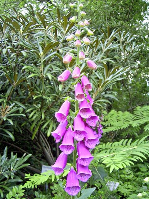 트위터의 有毒植物事典 님 ジギタリス Digitalis Spp ゴマノハグサ科 ジギトキシンは医療で非常に重要な化合物の一つ 成分 ジギトキシン Digitoxin 他 致死量 0 29mg Kg ヒト経口 写真 Digitalis Purpurea Http T Co Hu02oharyo