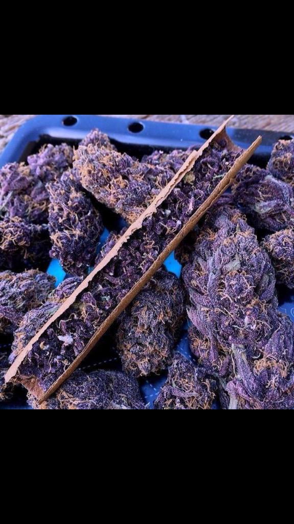 PotPornv's tweet photo. purple kush. http://t.co/NxcRPkmDGV