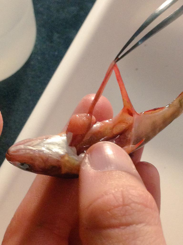 Rowshyra's tweet photo. Evening dissections #neverstopworking #fortheloveoffishes #ecology #gonesampling #fishguts #brookchar http://t.co/U9Y4fF8VAU