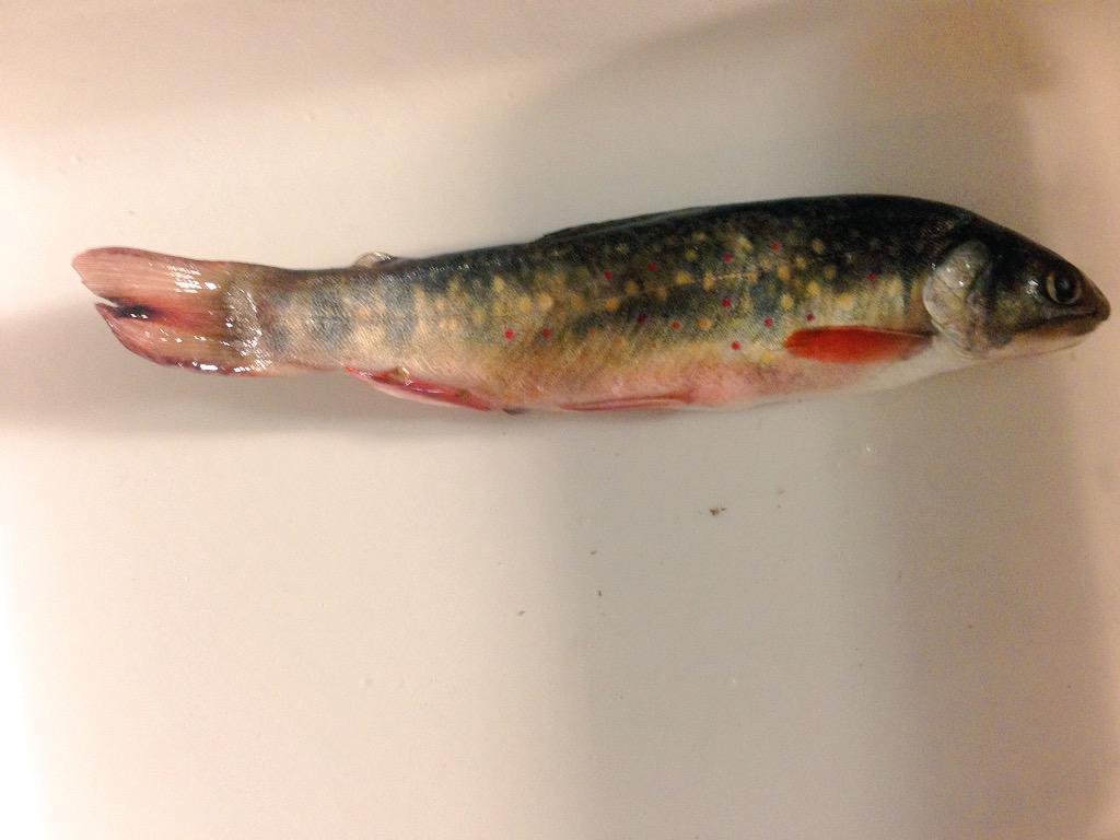Evening dissections #neverstopworking #fortheloveoffishes #ecology #gonesampling #fishguts #brookchar