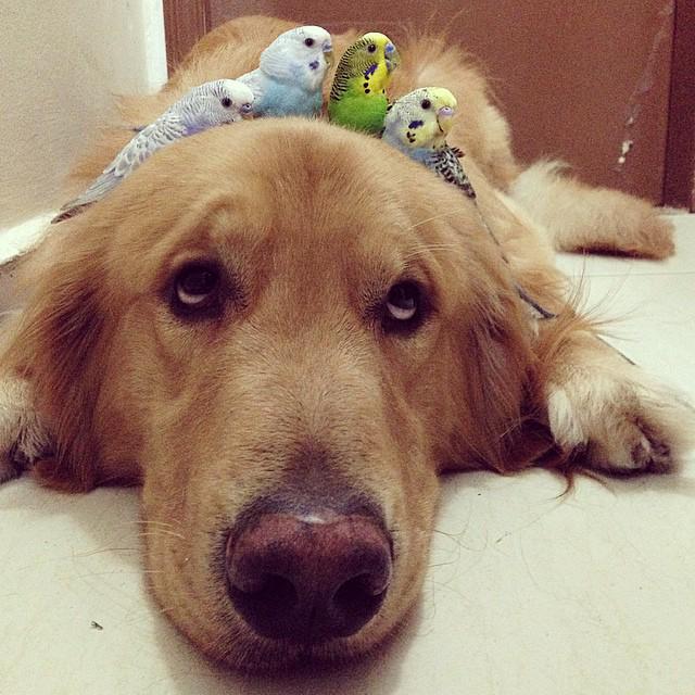 TweetSmarter's tweet photo. #Aww! A dog and his BFFs (best feathered friends) https://t.co/7CmsxfO8CL http://t.co/i19OkScG8J