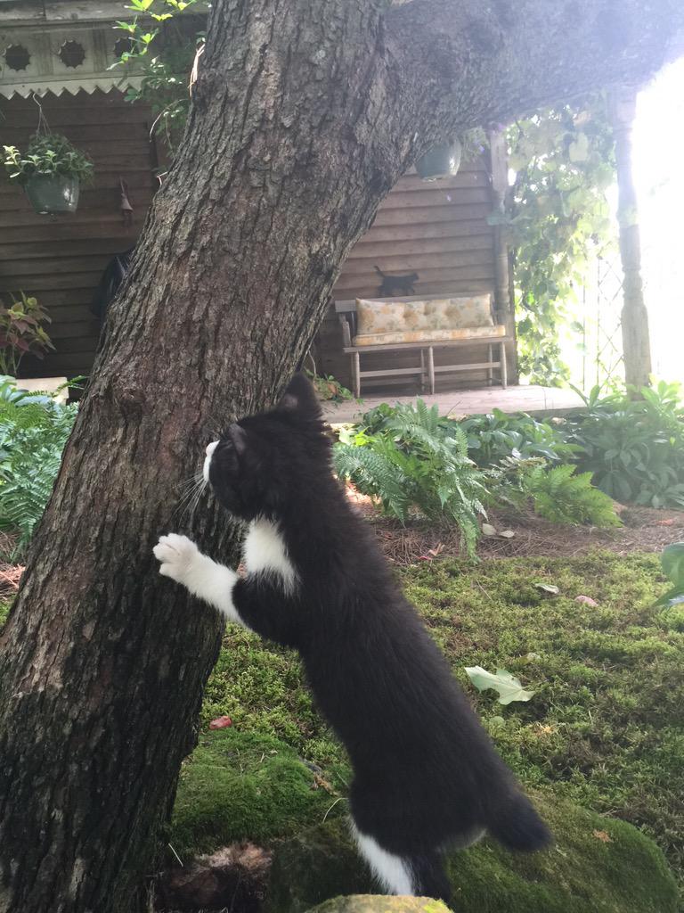 AshleyJudd's tweet image. Introducing #MabelJune #kittens