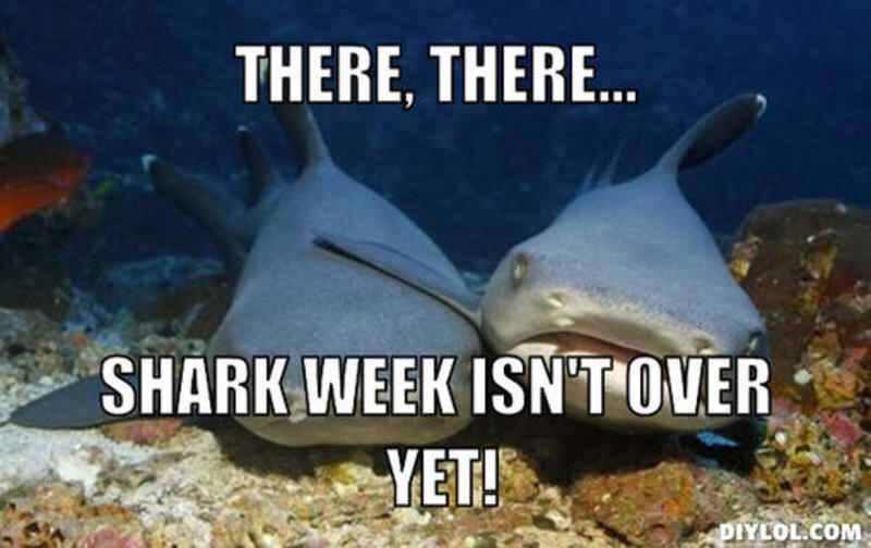 MissJessica1013's tweet photo. Who else loves shark week? #sharkweek #DiscoveryChannel http://t.co/IpO4P1jDR7