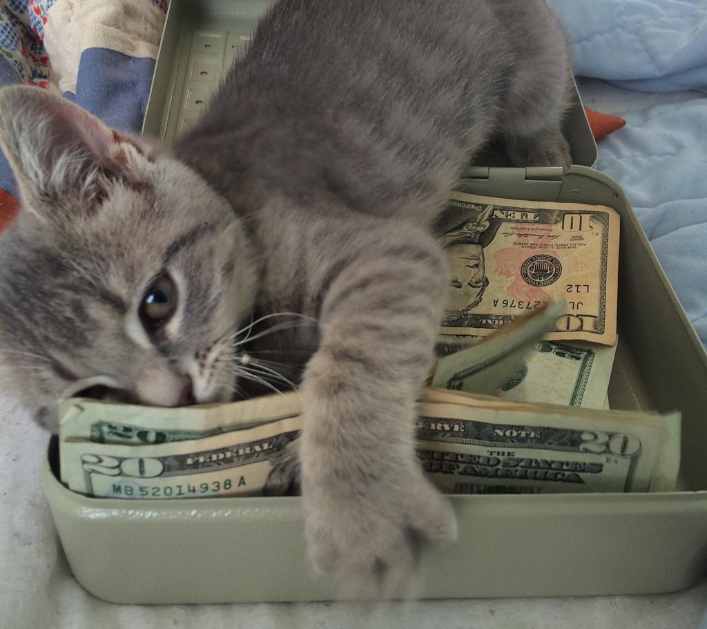 CatsAndMoney's tweet photo. errbody at the bank actin friendly http://t.co/ADY3Orjg6w
