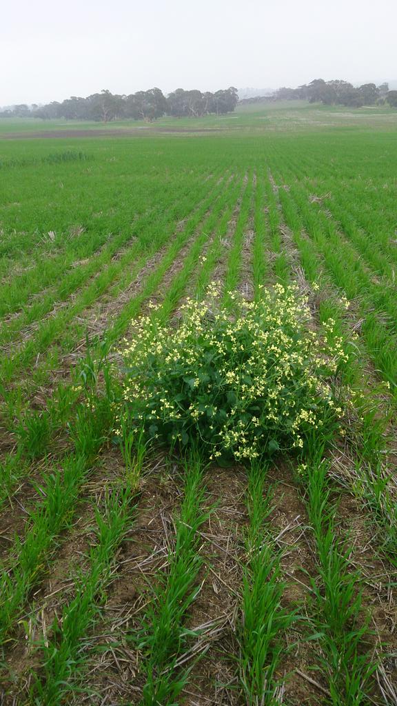 __Bateman__'s tweet image. This fella snuck through the knock-down. #challenge