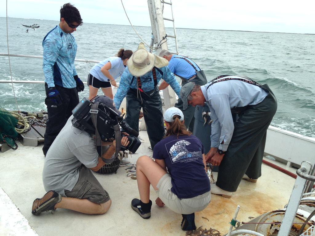 UNCims's tweet photo. Want a local source for local science? Tune to @UNCTV Wednesday to learn about our shark research. #NCScienceNow http://t.co/JILIevKljq