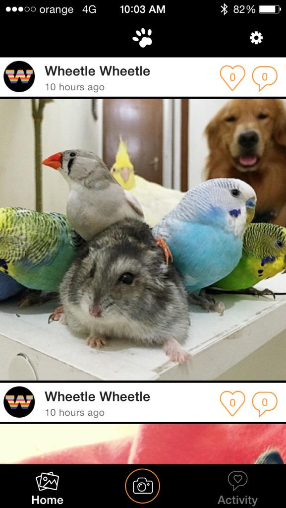 littlepawsapp's tweet photo. This is our new #paws #app soon to go Live. Are you Excited? http://t.co/n4we8zSXUZ
